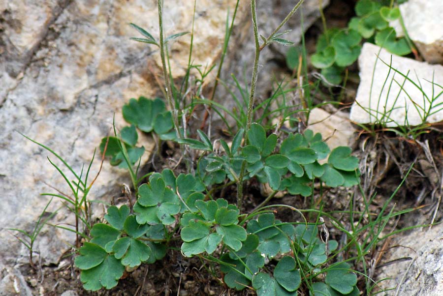 Aquilegia einseleana / Aquilegia di Einsele